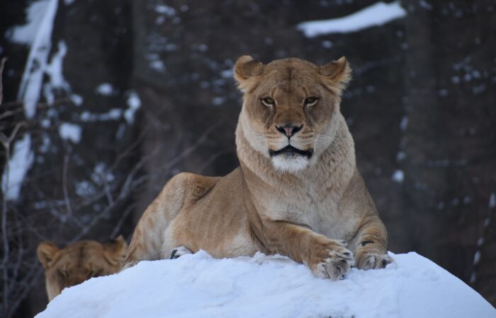 lioness on snow hill