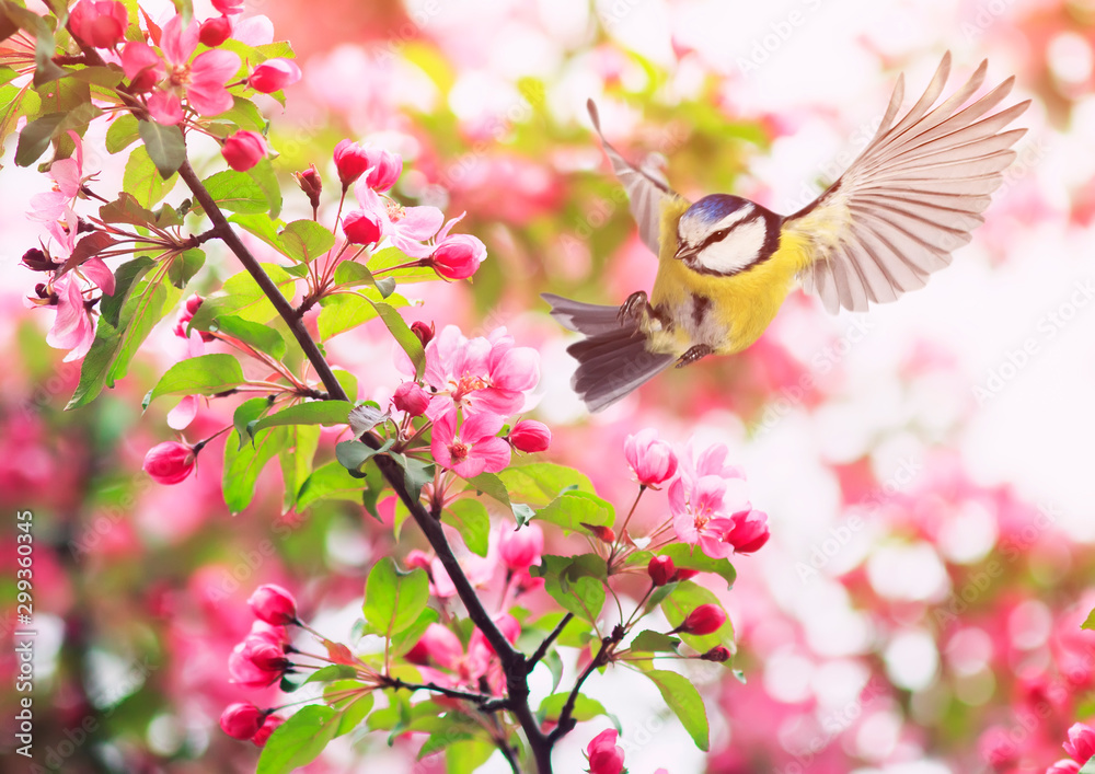 beautiful bird chickadee azure flying in in the spring garden by the branches of a rosebud Apple tree spreading its wings